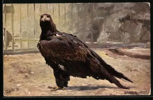 Künstler-AK Adler in der Voliere eines Zoos
