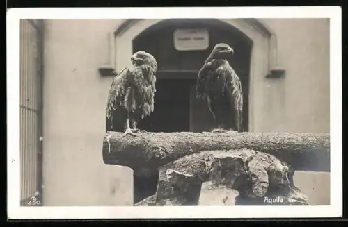 AK Aquila, zwei Greifvögel