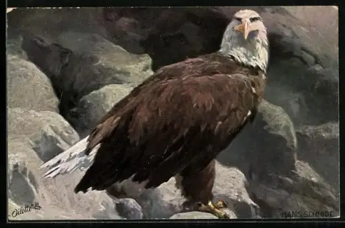 Künstler-AK Seeadler sitzt auf einem Felsen