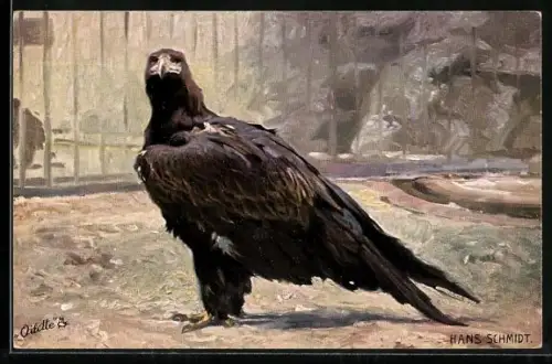 Künstler-AK Adler in der Voliere eines Zoos