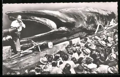 AK Jonah the Giant Whale, Walfang