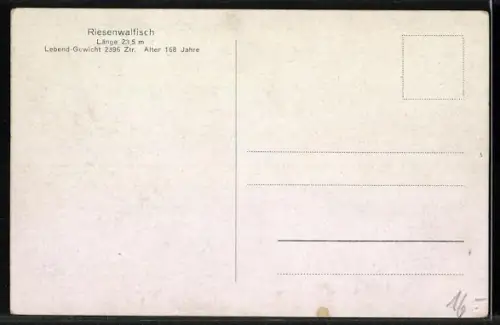 AK Riesenwalfisch in einer Angelhütte