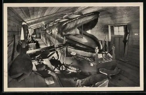 AK ausgestopfter Riesenwalfisch, Walfang