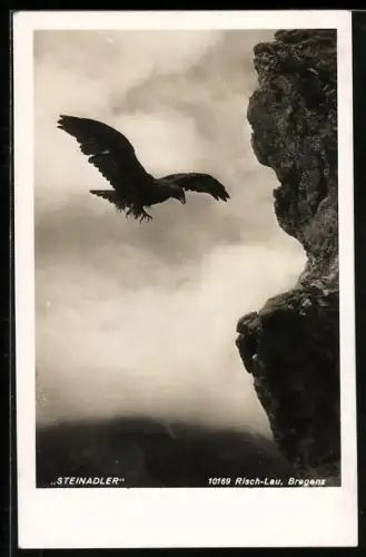 AK Steinadler in der Luft