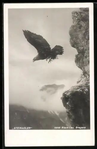Foto-AK Steinadler beim Abflug