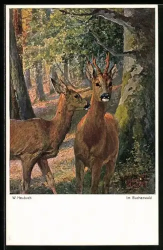 AK Zwei Elche im Buchenwald