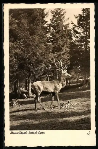 AK Rottach-Egern, Hirsch im Alpenwildpark