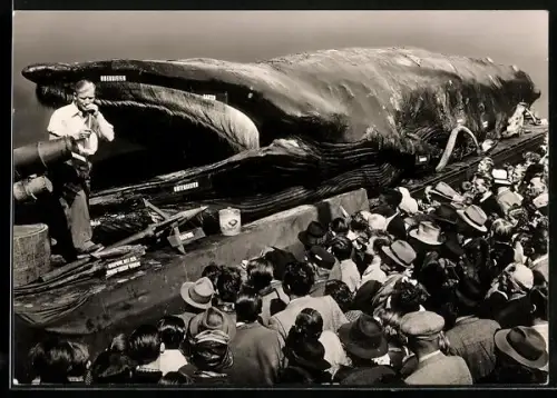 AK Jonah the Giant Whale