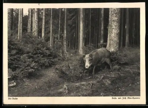 AK Wildschwein-Bache im Fichtenwald