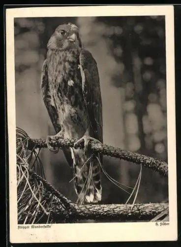 AK Flügger Wanderfalke auf einem Ast