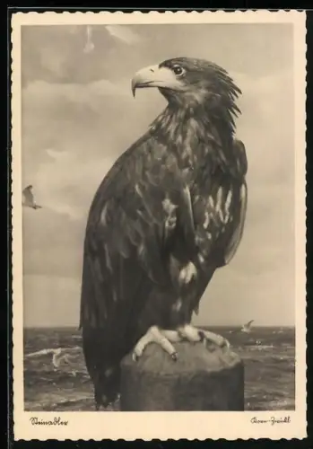 AK Steinadler auf seinem Ansitz