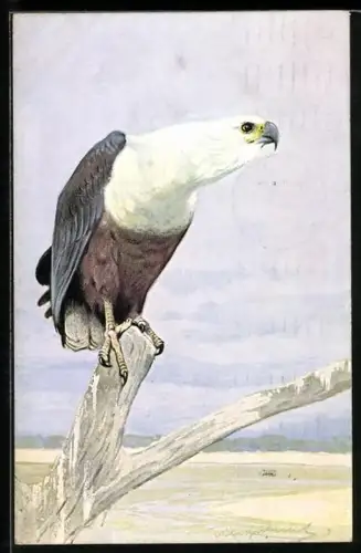 AK Schreiseeadler hält von einem Baum aus Ausschau