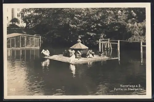AK Konstanz a. B., Partie im Stadtgarten, Teich, Vogelinsel