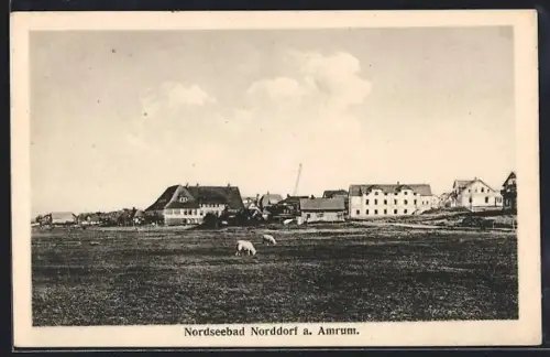 AK Norddorf a. Amrum, Ortspartie mit grosser Weidefläche und grasenden Schafen