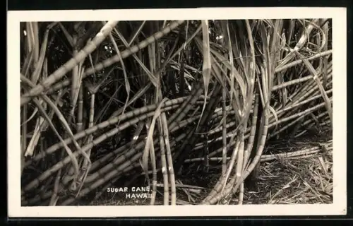 Foto-AK Hawaii, Sugar Cane