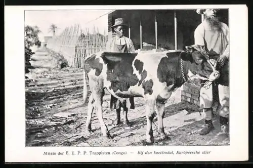 AK Congo, Bij den koeienstal, Europeensche stier, Viehzucht