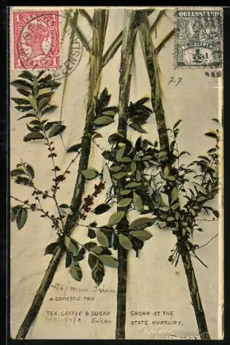 AK Mackay /Queensland, Tea, coffee and sugar grown at the State University