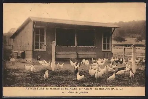 AK Auchy-lès-Hesdin /P.-d.-C., Aviculture du Haras de Blingel, Dans les prairies