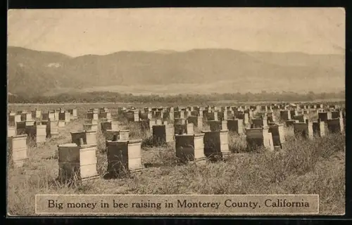 AK Monterey County, CA, Big money in bee raising