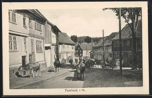 AK Tambach / Thüringen, Strassenpartie mit Wohnhäusern, Kühe