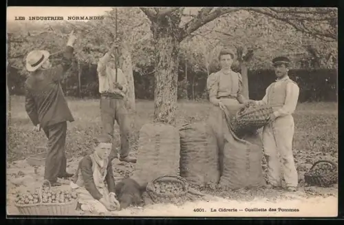 AK La Cidrerie, Cueillette des Pommes