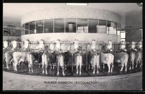 AK Walker-Gordon Rotolactor, Reklame, Kühe