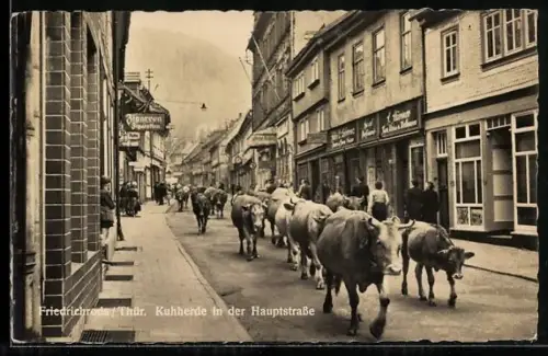 AK Friedrichroda /Thür., Kuhherde in der Hauptstrasse