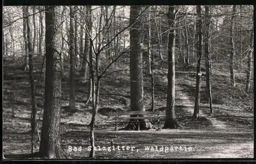 Foto-AK Bad Salzgitter, Waldpartie mit Ruhebank