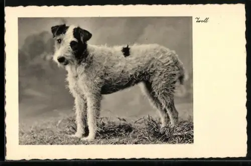 AK Terrier Troll im Gras, Portrait