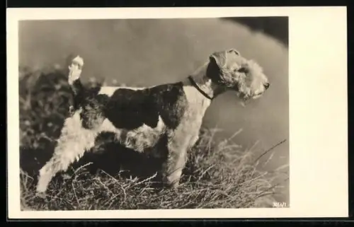 AK Terrier auf einer Wiese