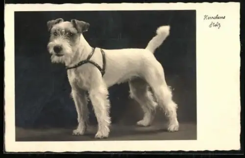 AK Herrchens Stolz, Terrier mit Geschirr