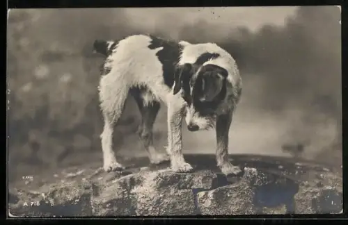 AK Terrier auf einem Felsen
