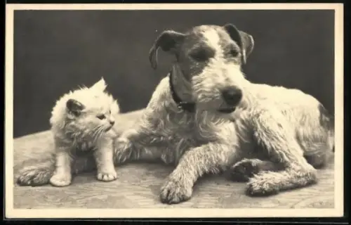 AK Terrier und Katzenbaby