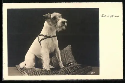 AK Halt da gibts was, Terrier auf einem Kissen