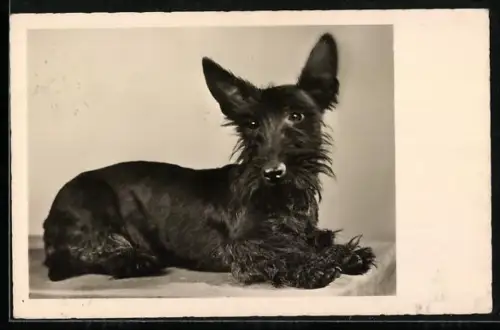 AK Terriermischling mit langen Ohren