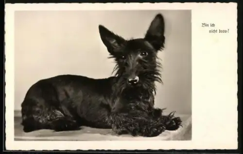 AK Bin ich nicht brav?, Schwarzer Terriermischling