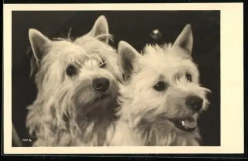 AK Zwei weisse Terrier, Portrait