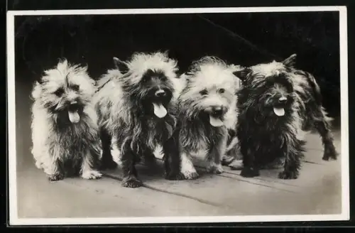 AK Terrier-Rasselbande mit hängenden Zungen