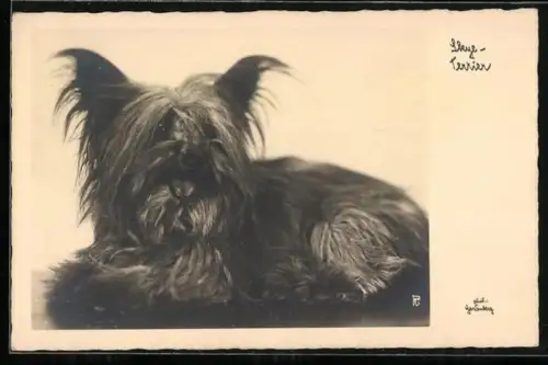 AK Skye-Terrier, Portrait