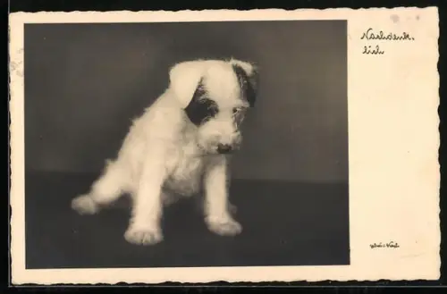 AK Nachdenklich, Terrier-Welpe