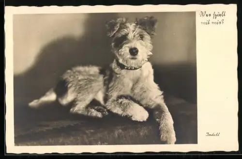 AK Wer spielt mit mir?, Terrier mit Halsband