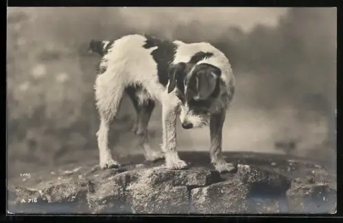 AK Terrier auf einer Felsplatte