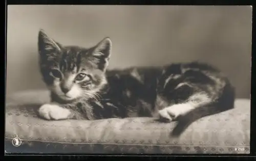AK Kleine Katze auf einem Kissen