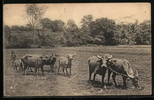 AK Ceylon, Bauer beim Pflügen mit Ochsen-Gespannen
