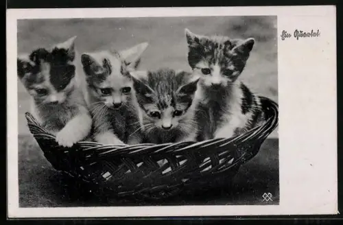 AK Ein Quartett, Katzenkinder im Korb