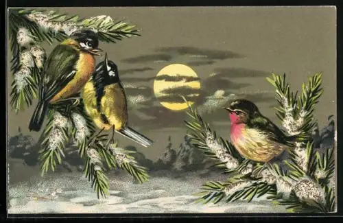 AK Meisen und Rotkehlchen auf Tannenzweigen im Winter