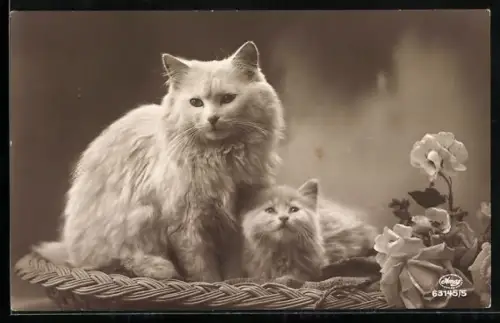 AK Weisse Katze mit Welpe in einem Korb