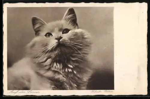 AK Auf der Lauer, Portrait einer Katze