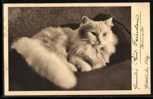 AK Wien, Österreichischer Tierschutzverein, Weisse Katze auf einem Polster