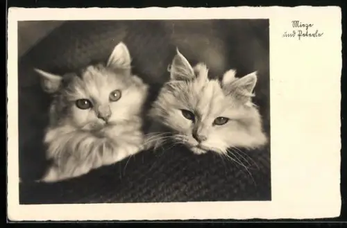 AK Mieze und Peterle, Katzenportrait